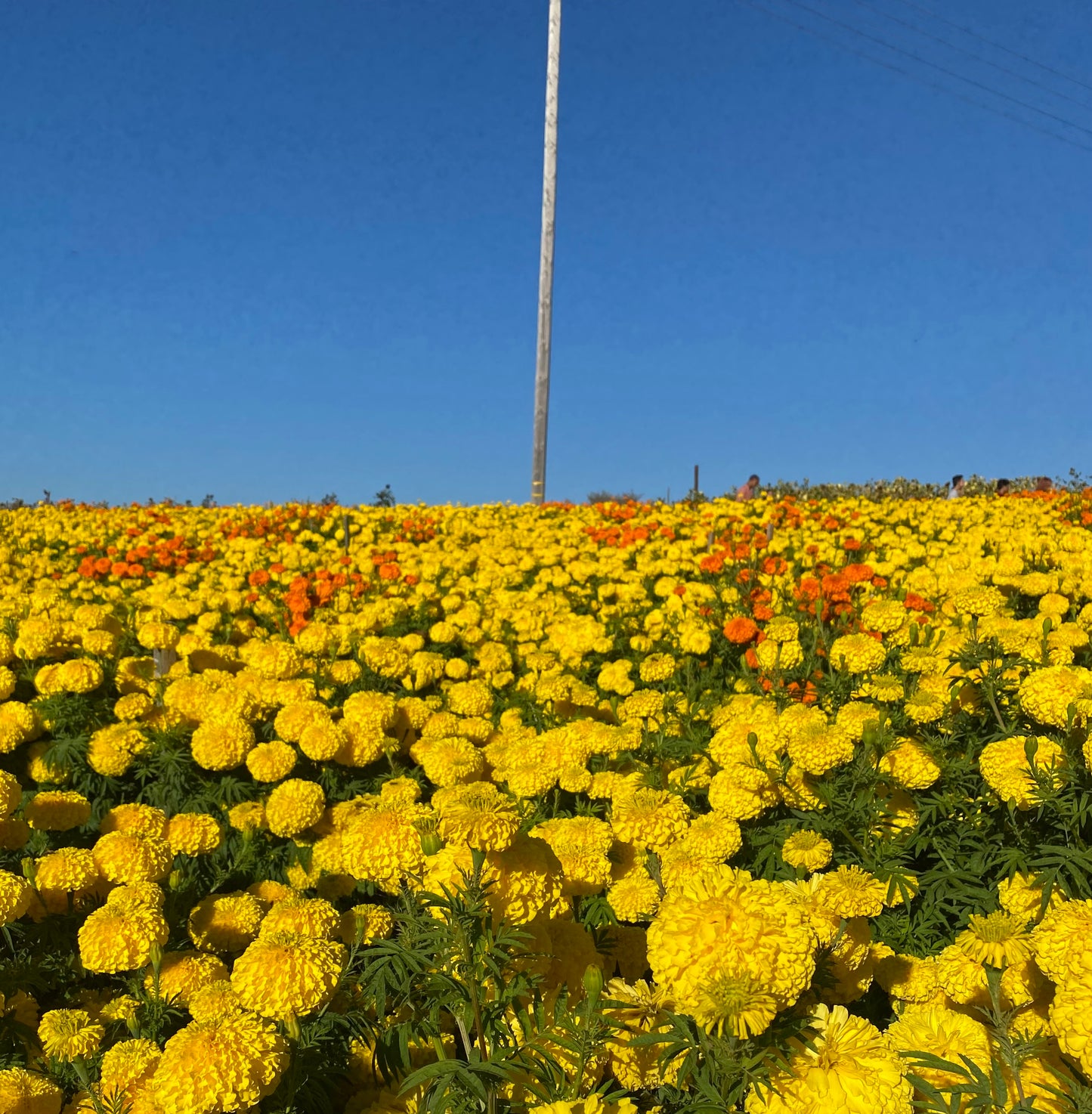 Marigold Field - Carlsbad, CA - Art Print