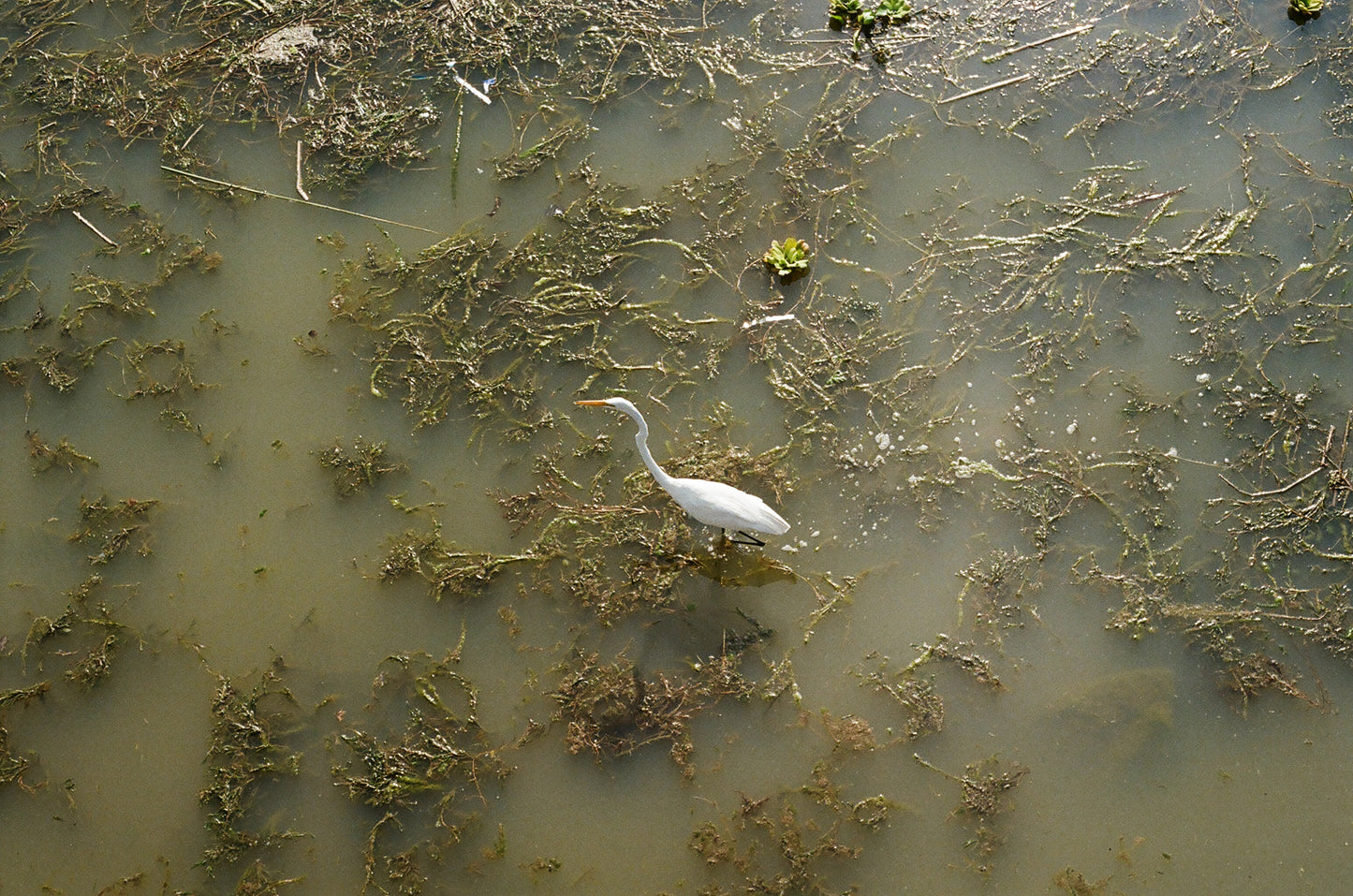 Egret on the Pond - Art Print