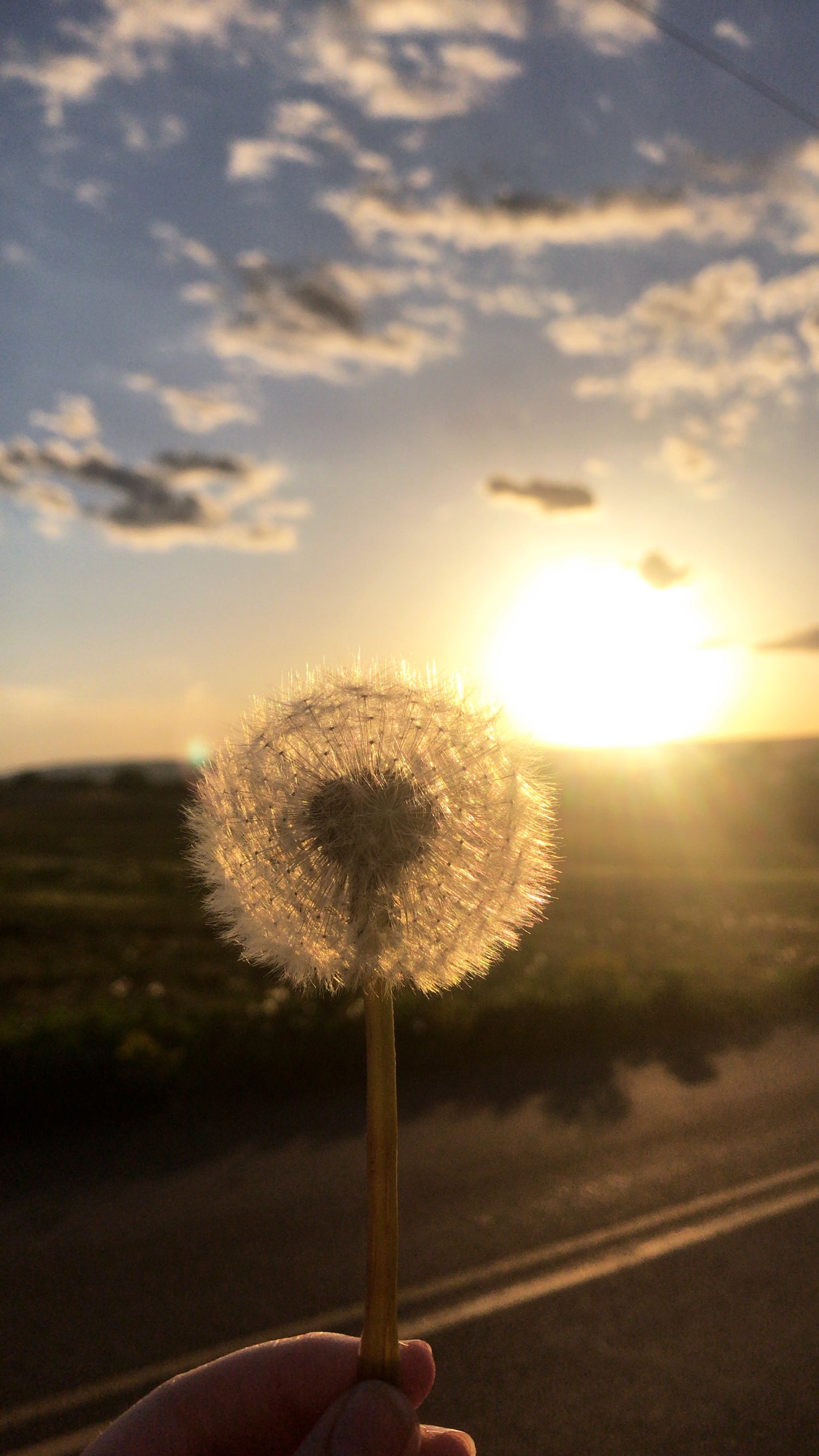 Dandelion - Art Print