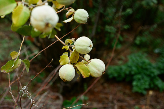 Membrillos (Quince Fruit) - Art Print