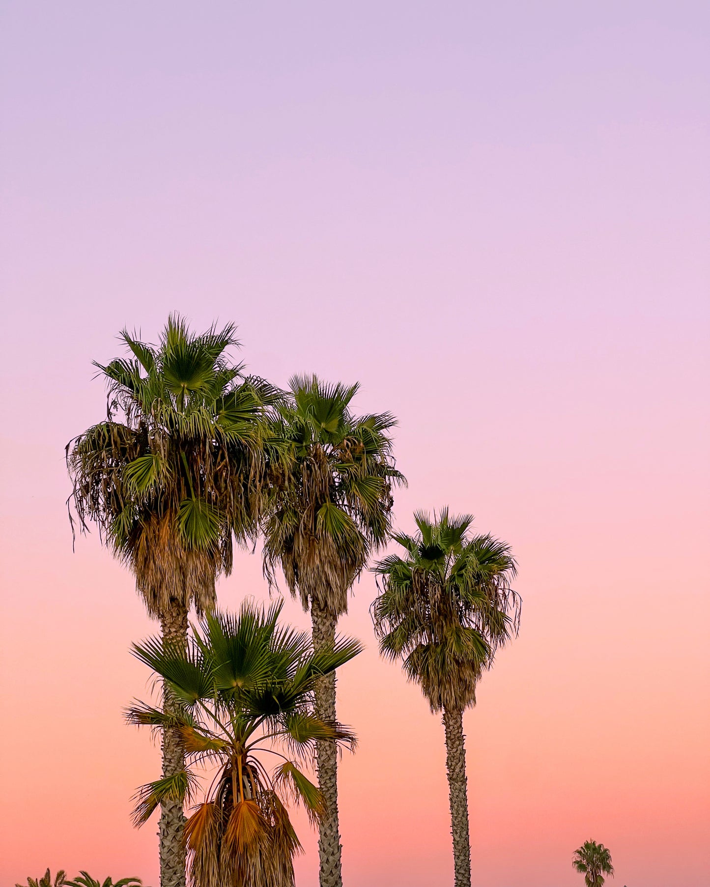 Palm Trees - Art Print