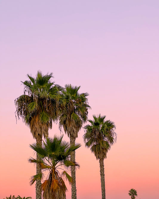 Palm Trees - Art Print