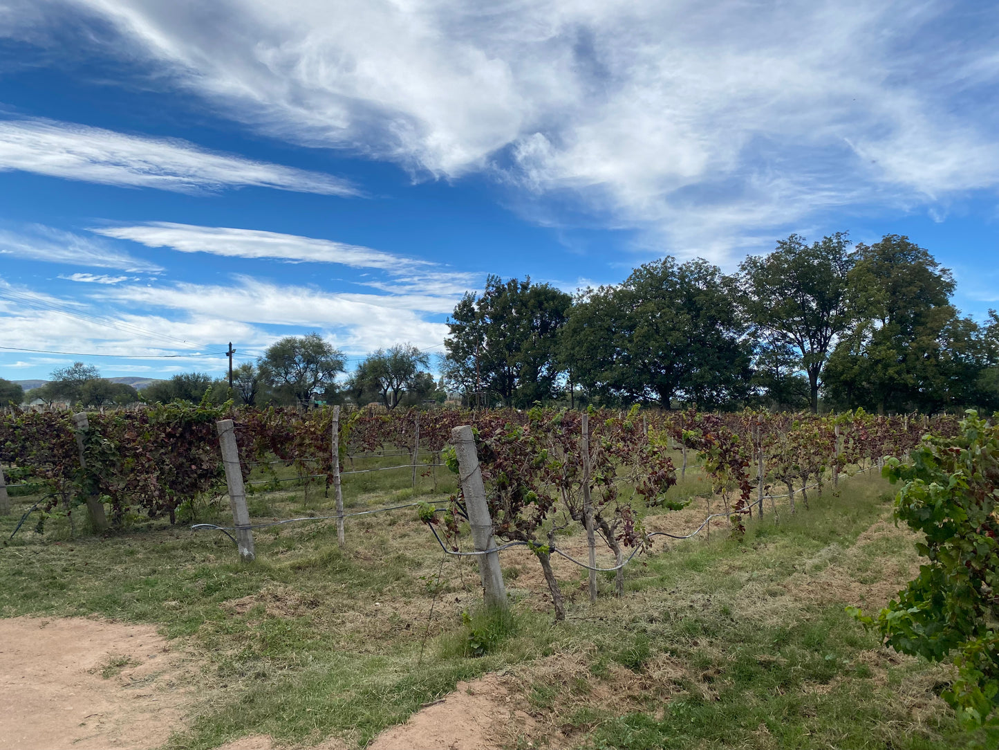 Vineyard - Aguascalientes, Mexico - Art Print