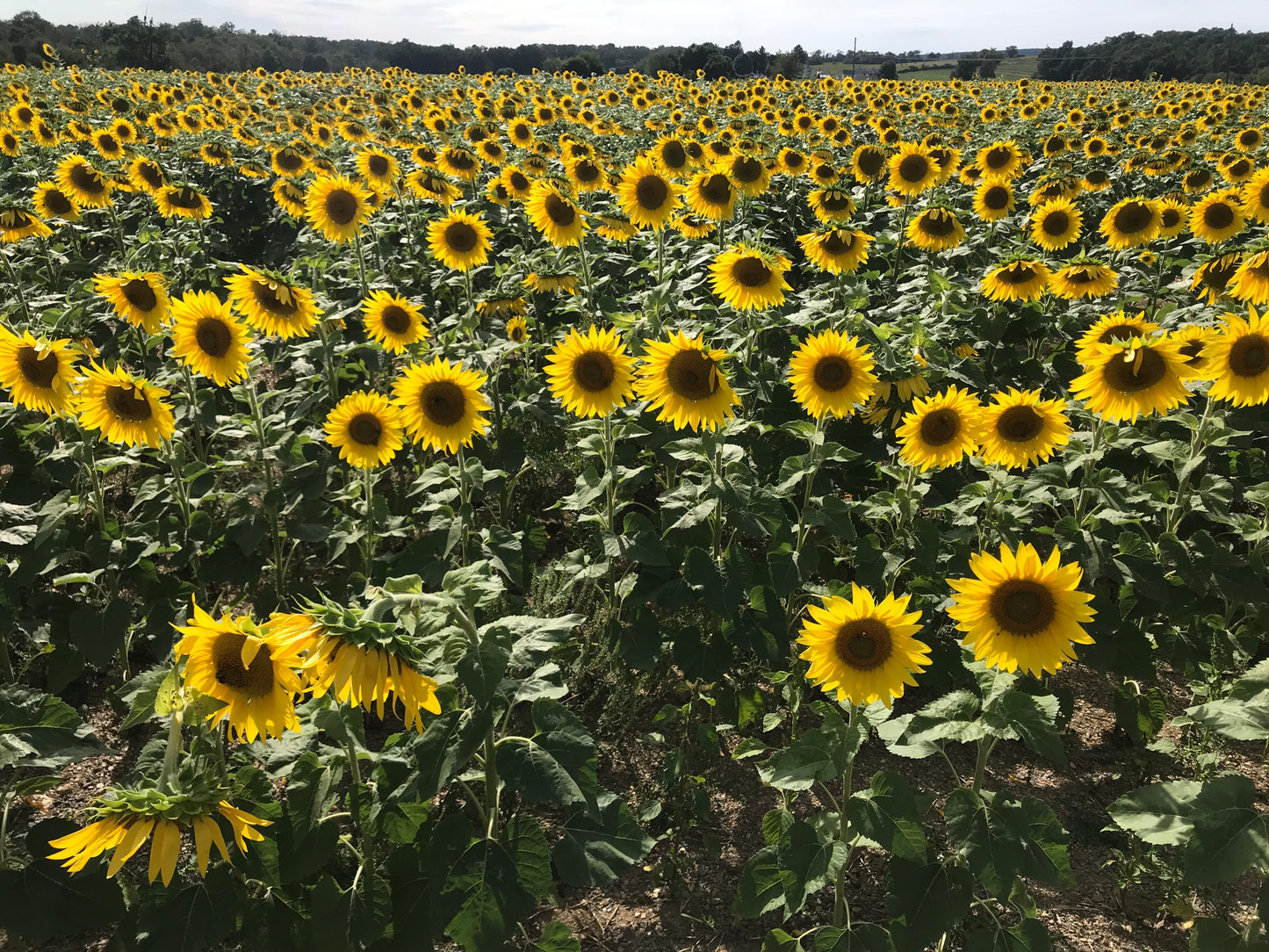 Sunflowers - Art Print